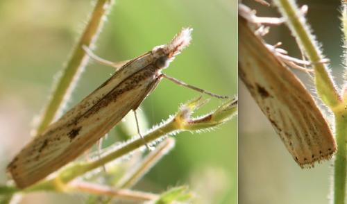 Agriphila inquinatella